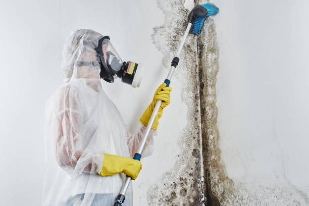Best Attic Mold Removal  in Graysville, AL